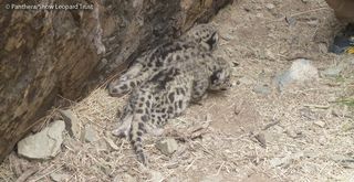 Snow leopard cubs in their den