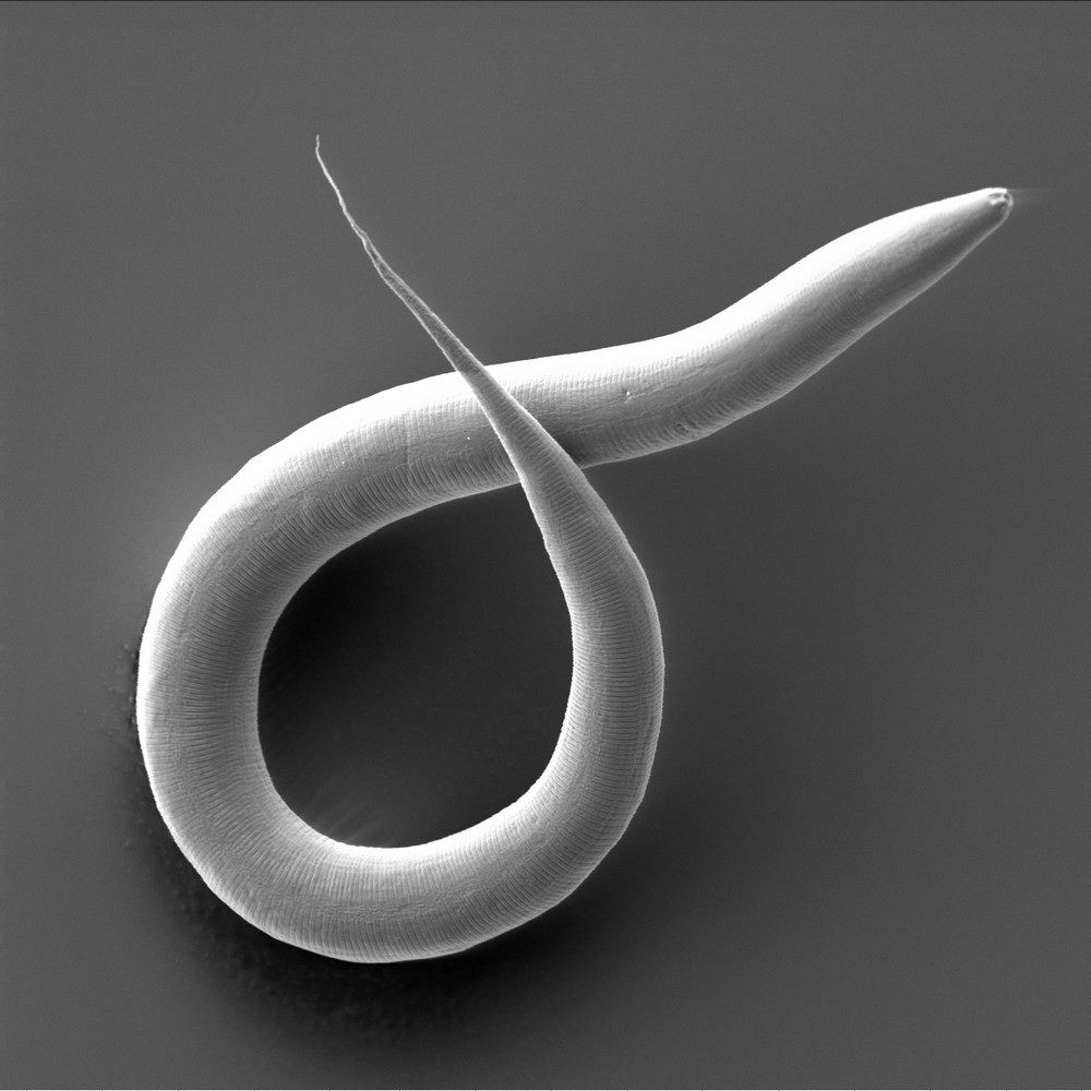 C. elegans, a nematode. 