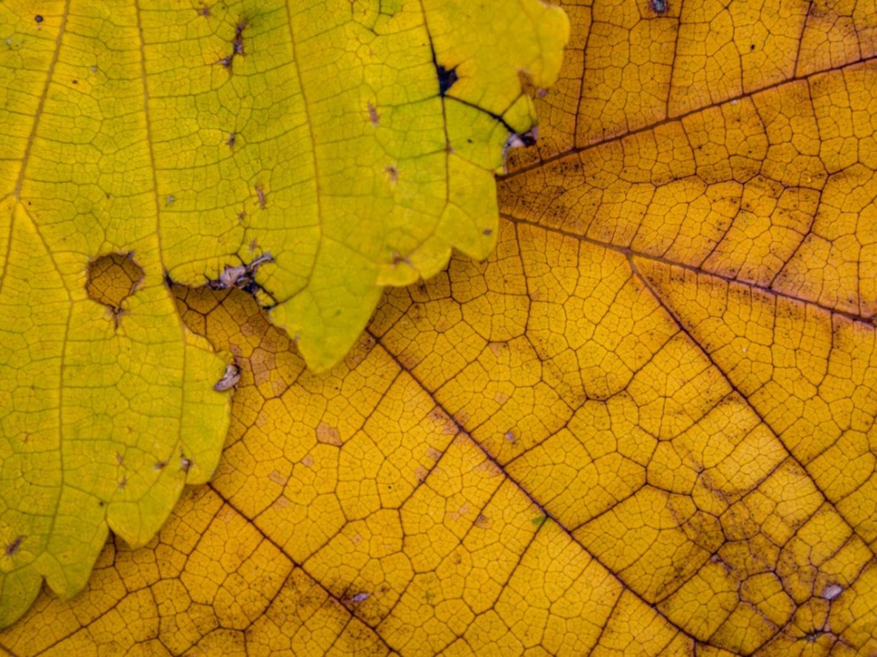 Yellow Mulberry Leaves