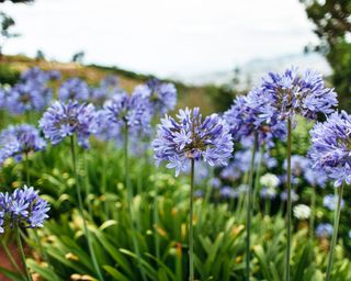 blue agapanthus flowers