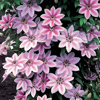 Clematis Nelly Moser - Stunning Flowering Vine for Beautiful Uk Gardens - Outdoor Plant (30-40cm Height Including Pot)