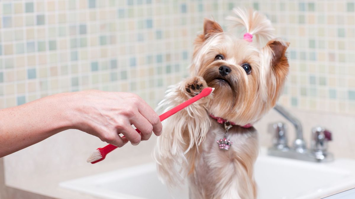 A Yorkshire terrier sat in a sink while her owner&#039;s arm appears holding a toothbrush, she bats the toothbrush away with her paw.