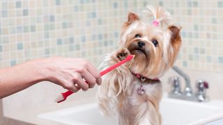 A Yorkshire terrier sat in a sink while her owner's arm appears holding a toothbrush, she bats the toothbrush away with her paw.