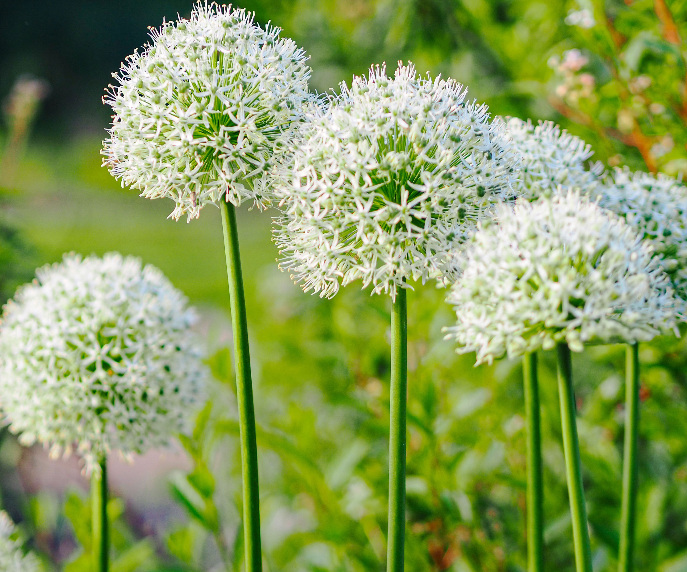 white alliums in bloom in garden bed