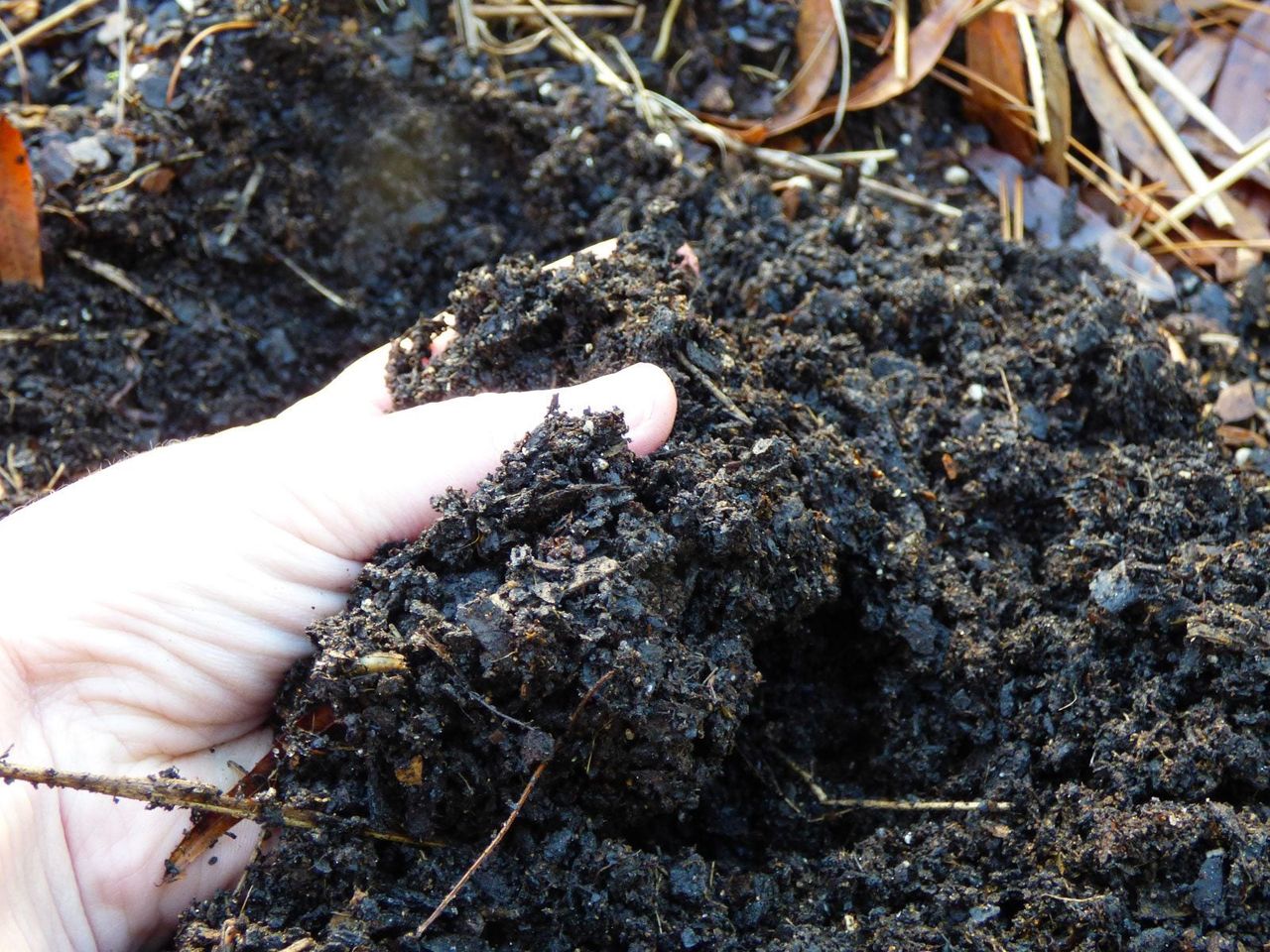 Hand Holding Garden Soil