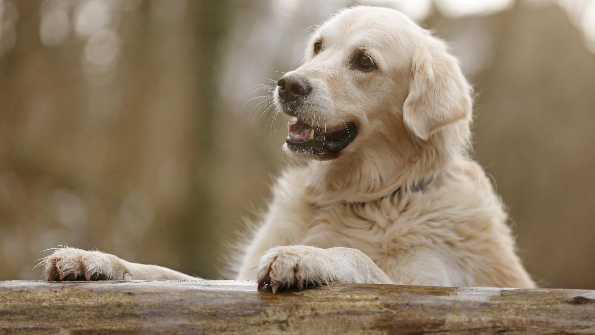Golden retriever