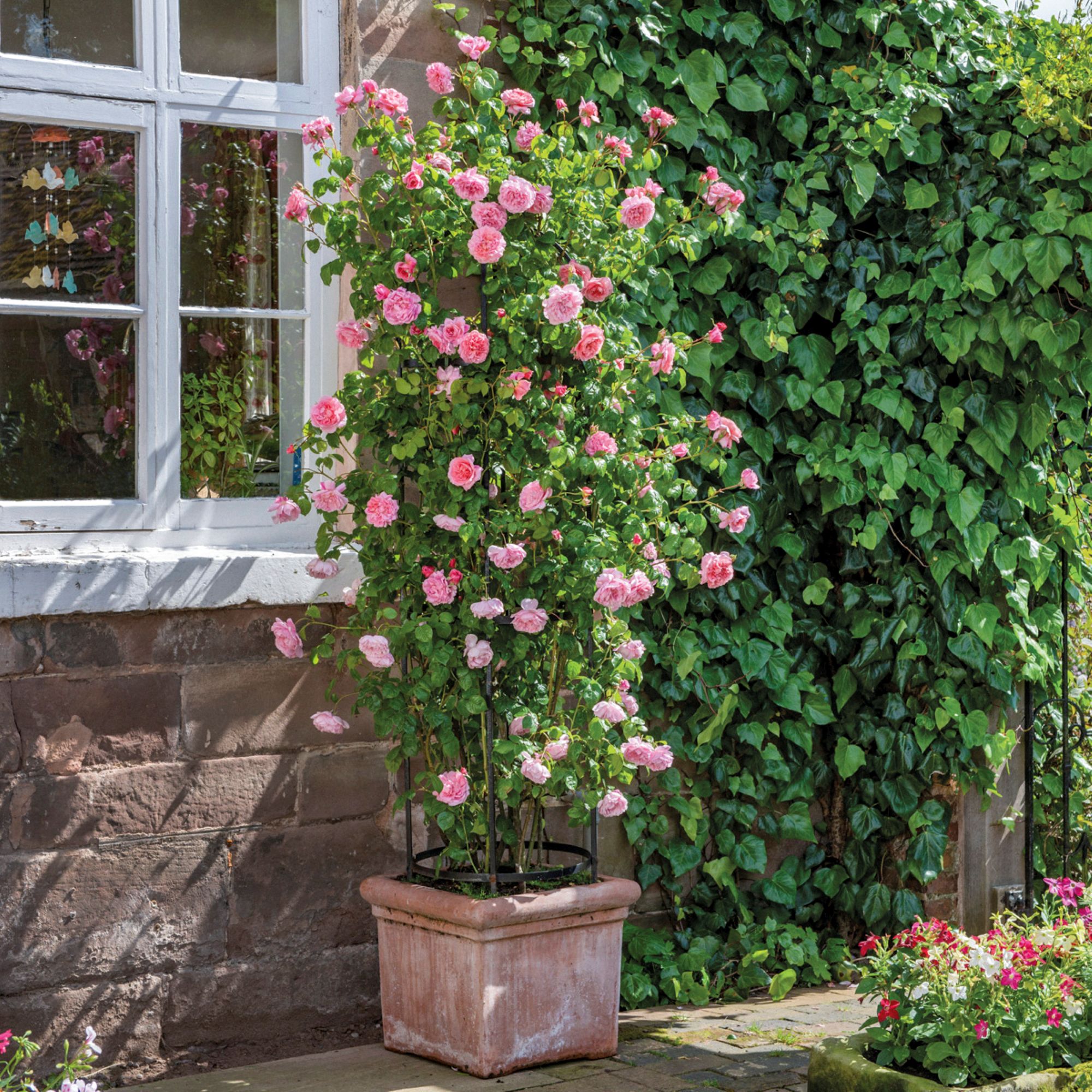pink rose bush in terracotta planter