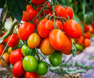 tomato Roma fruits on plant