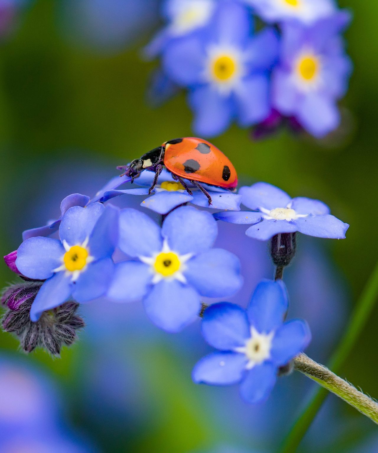 How to get rid of ladybugs in your house | Homes & Gardens