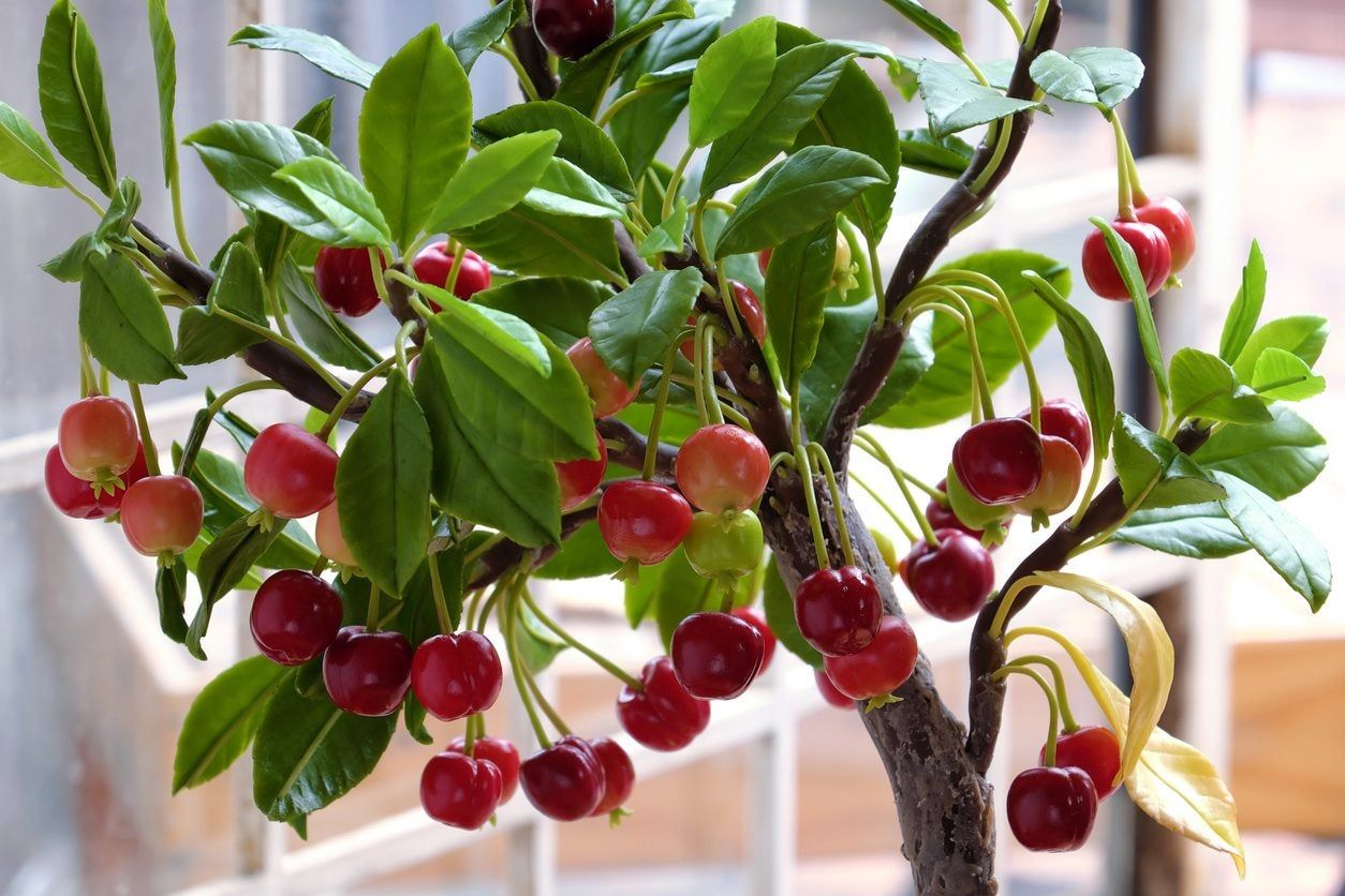 Cherry Tree Full Of Cherries