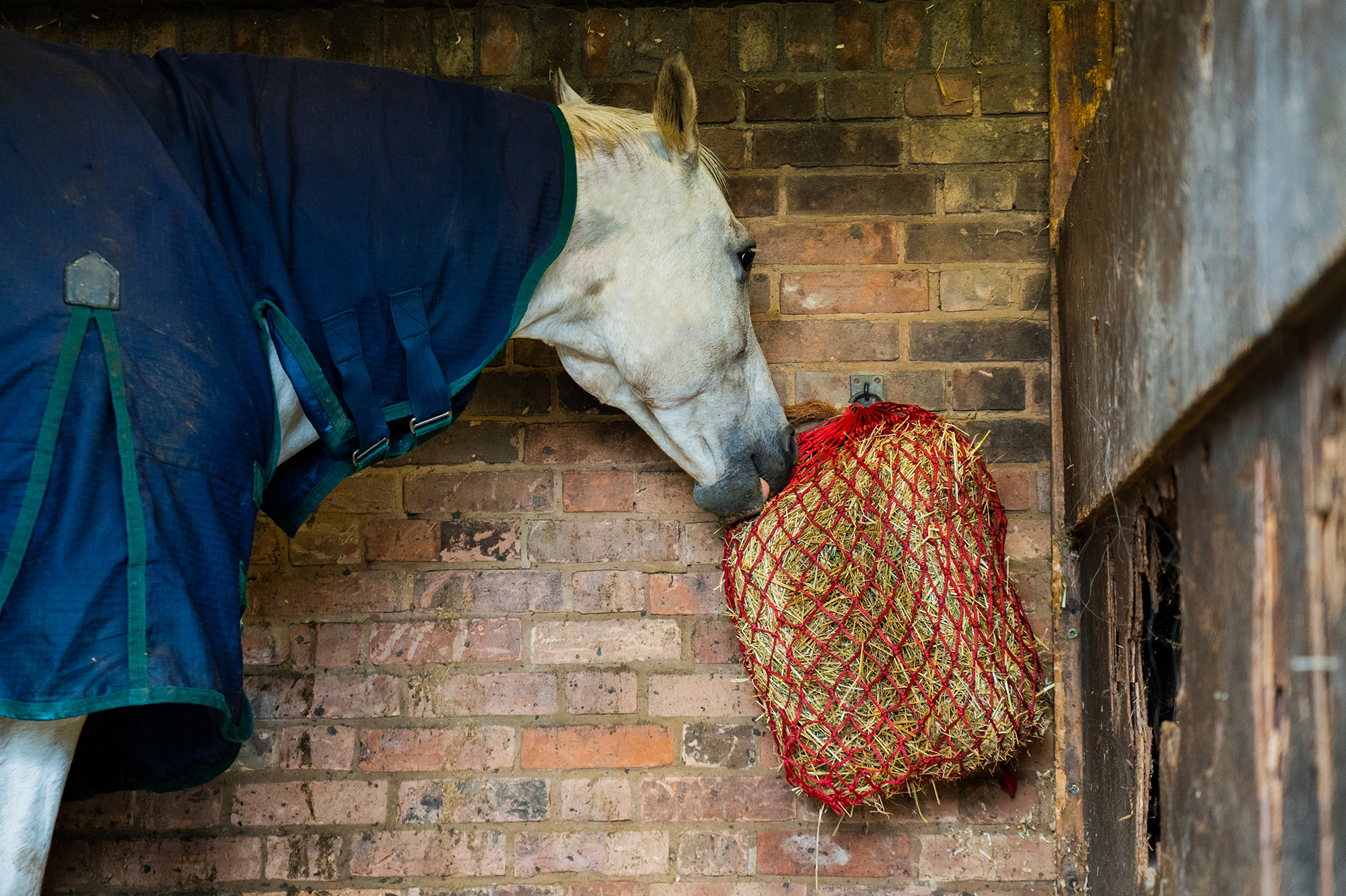 A grey horse in a stable wearing a blue turnout rug eats forage from a red hay net
