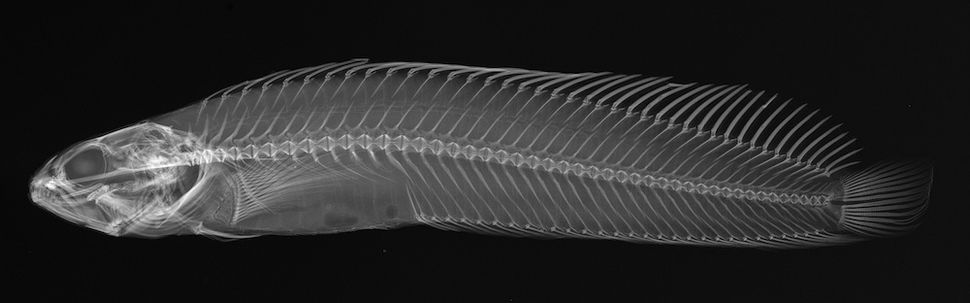 X ray fish фото