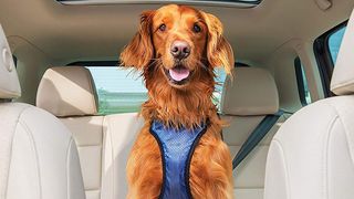 Dog in pet car harness in car
