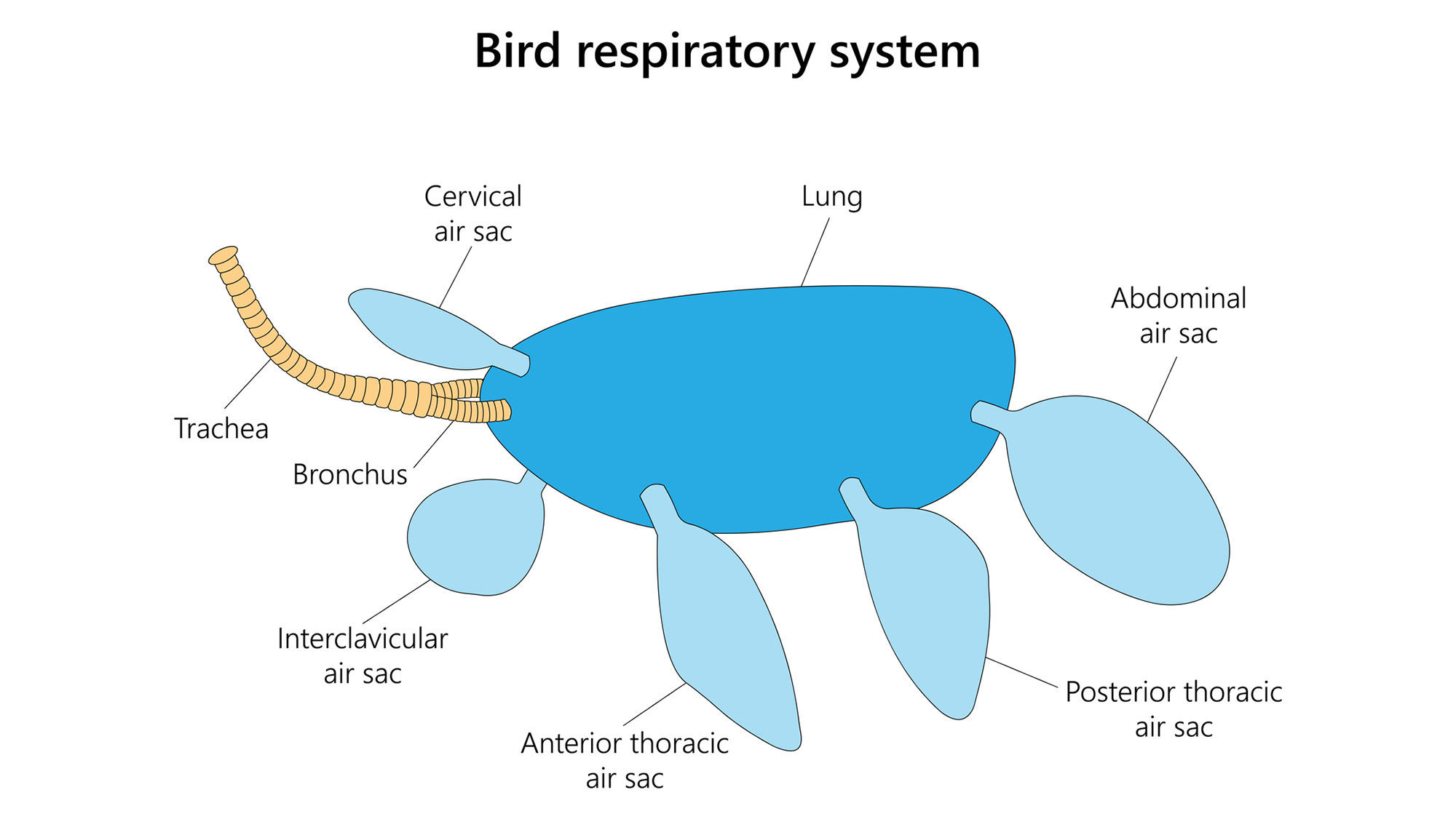 An illustration of the bird respiratory system with various air sacs.
