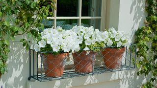 Window box filled with terracotta pots with white flowers