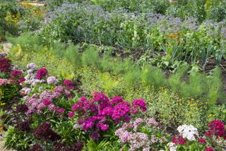 a vegetable patch with cover crops