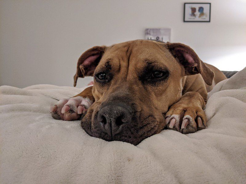 Pixel 4 XL camera sample