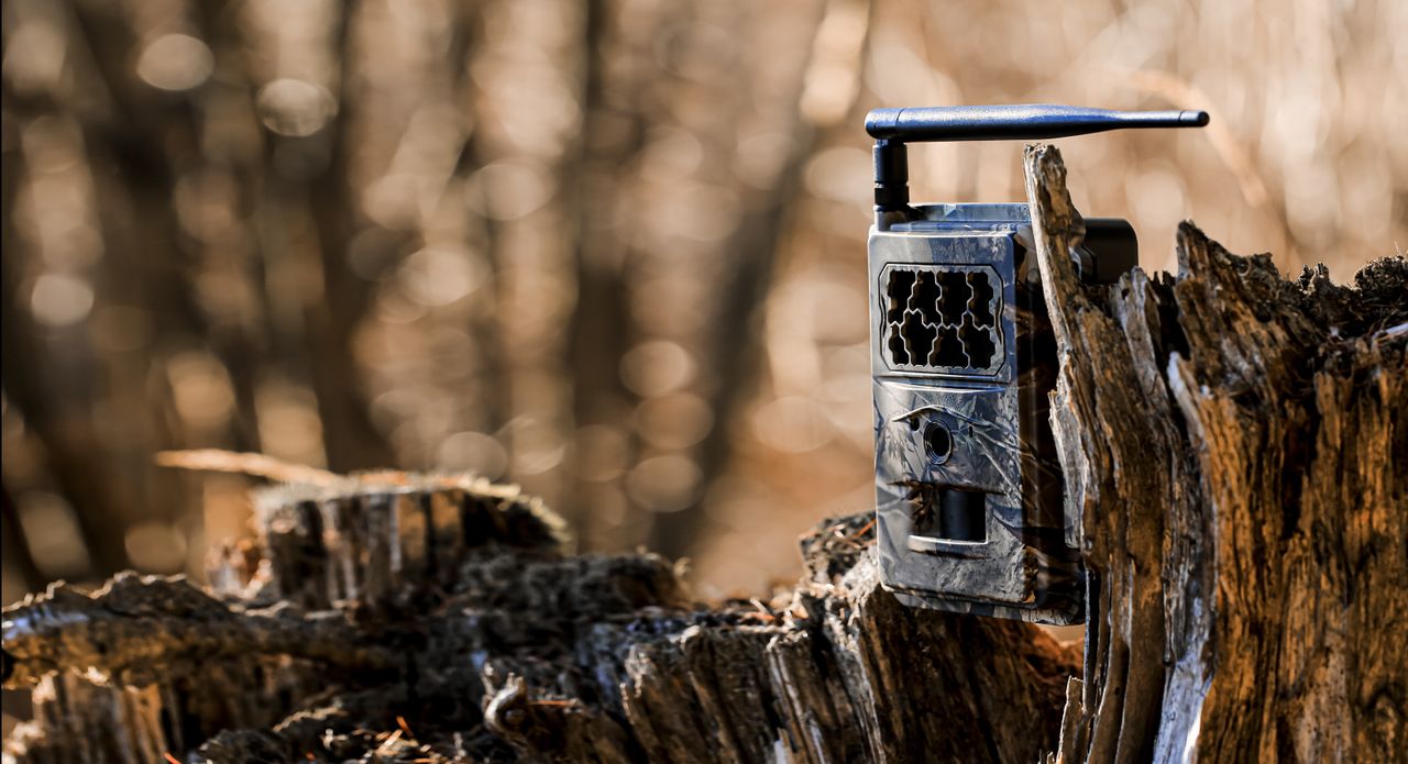 One of the best trail camera sitting on a log in a woodland