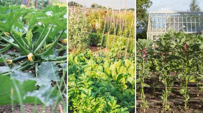 composite of three different vegetable gardens