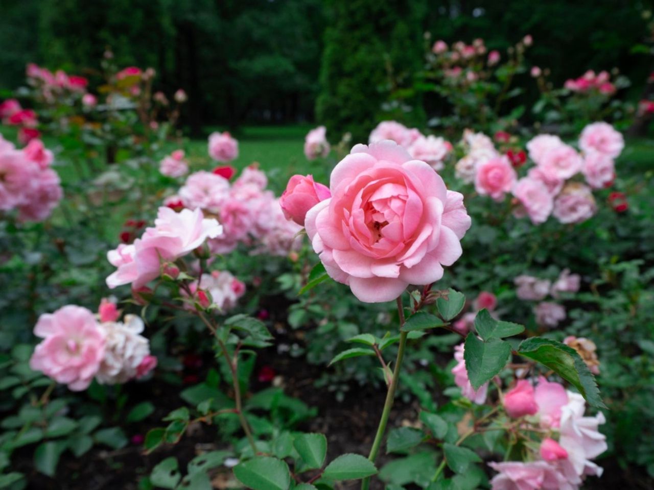 Pink Rose Flowers