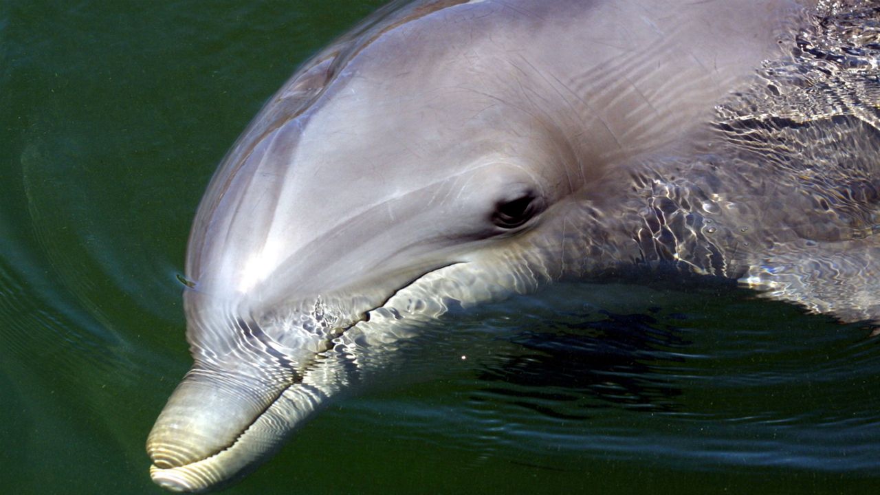 bottlenose_dolphin.jpg