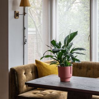 peace lily plant in pink pot on table in front of velvet banquette seat