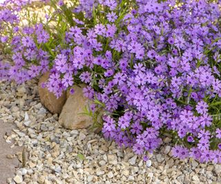 Purple creeping phlox, on flowerbed and gravel