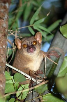 Lemur in tree