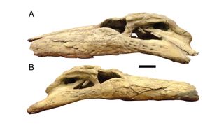 Deinosuchus schwimmeri skull. A, left lateral view. B, right lateral view. Scale bar equals 2 inches (5 centimeters).