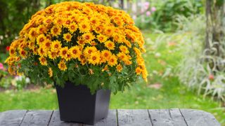 Yellow chrysanthemums planted in a pot for September