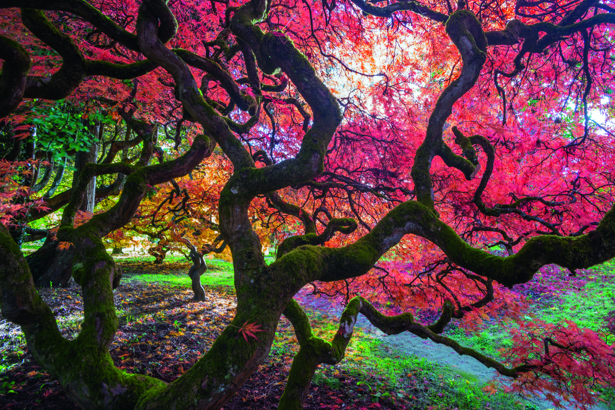 Japanese maple (Acer palmatum) tree backlit in late autumn light, Ramster gardens, Surrey, England, UK. October.