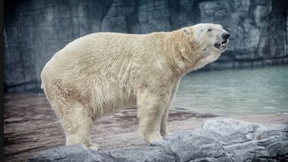 A polar bear