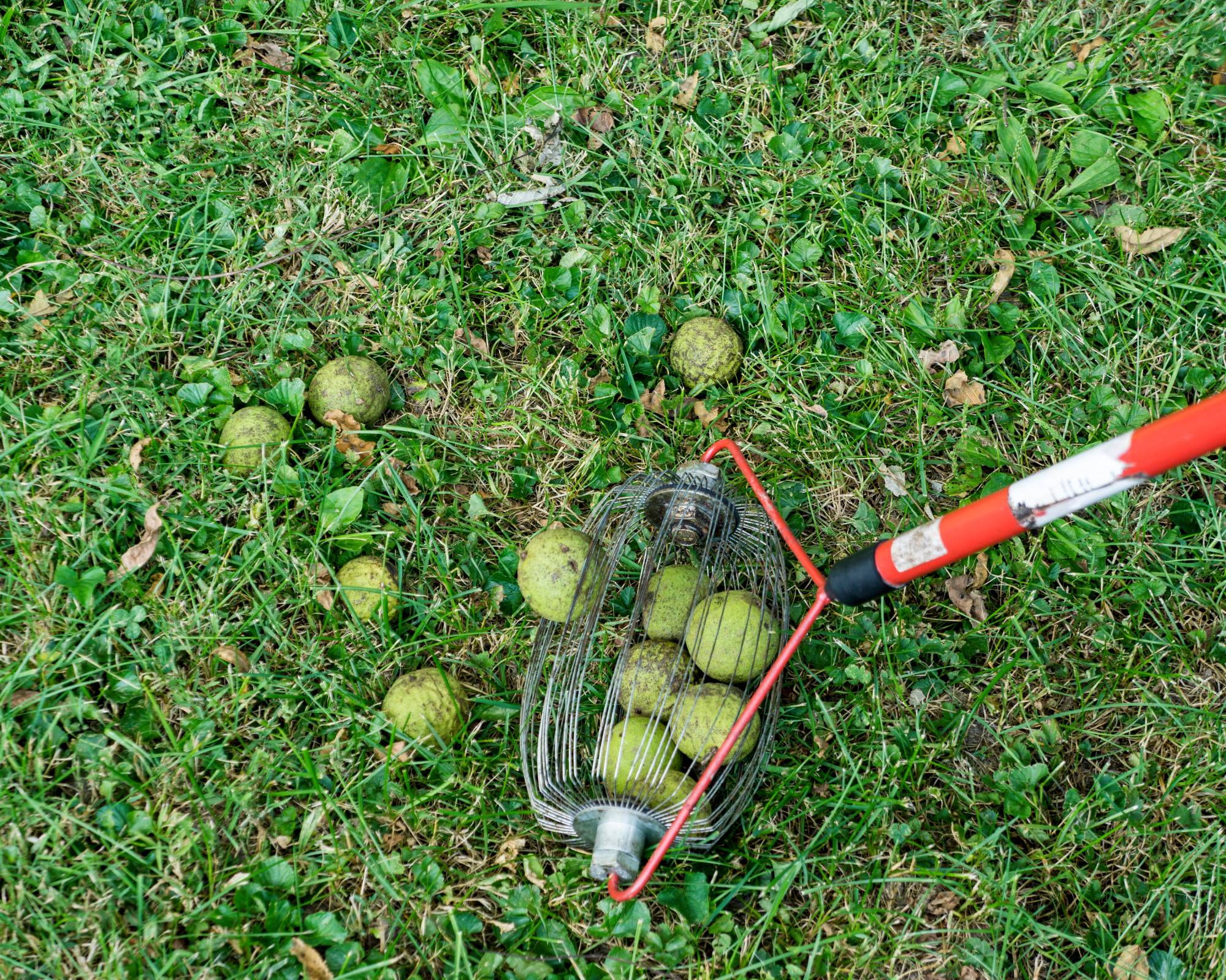 Nut gatherer tool picking up black walnuts