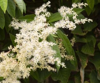 Pileostegia viburnoides, climbing hydrangea, with white flowers