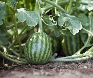 A young watermelon developing on the vine of a watermelon plant