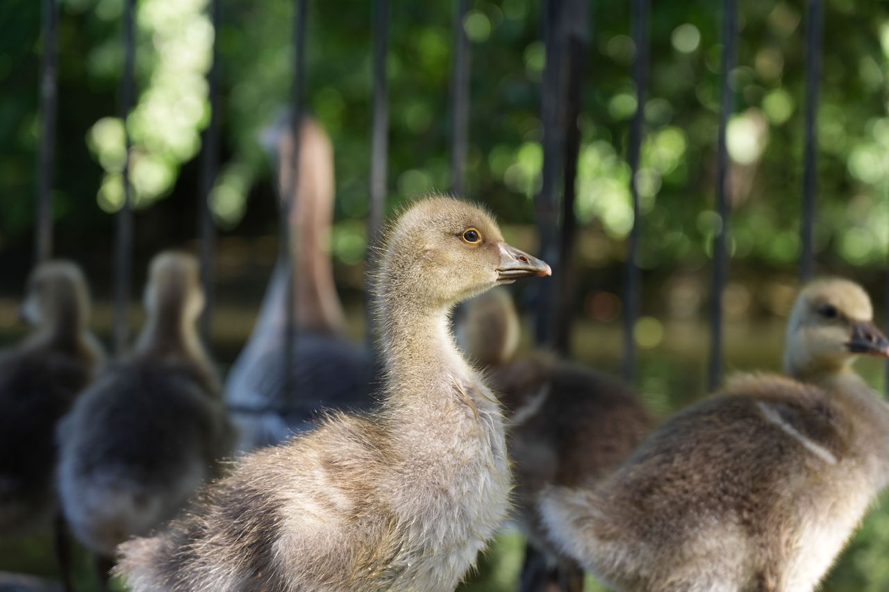 Close-up side profile of a young goose with a softly blurred background.