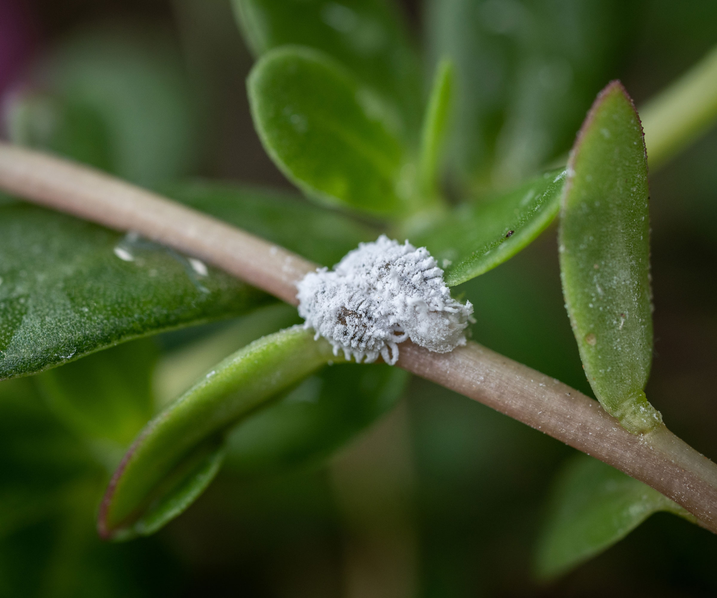 mealybug fluff on succulent plant stalk