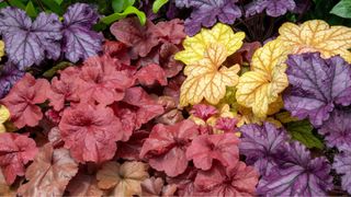 Colorful Coral Bells