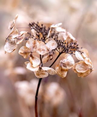 dried hydrangea flower head