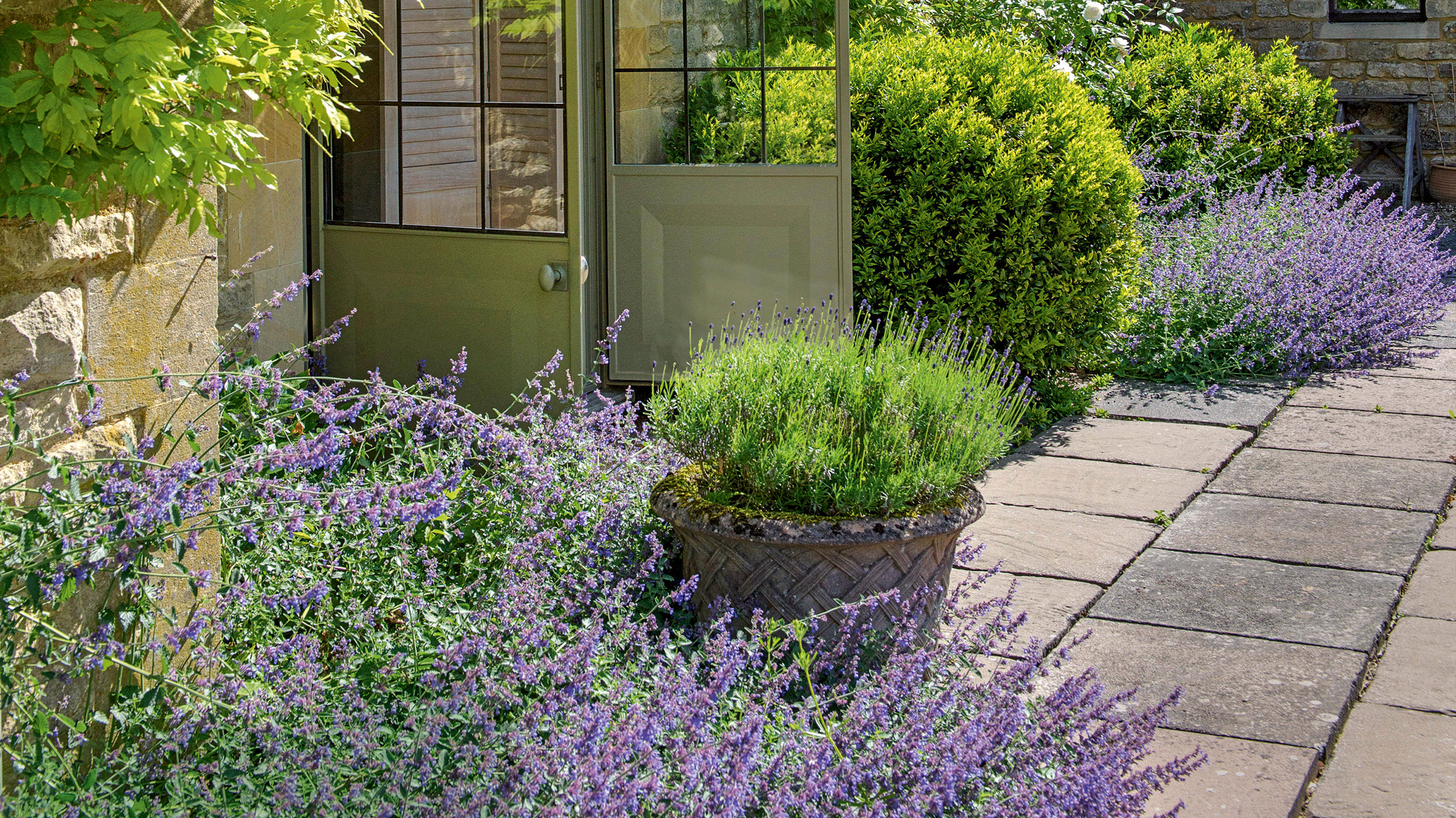 Stone house with lavender bushes and climbing plants
