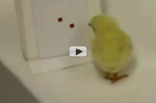 Chicks ‘Count’ Up Left To Right - But Why? | Video