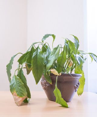 an unhealthy peace lily plant with yellow and brown leaves