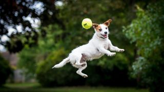 A Jack Russell jumping after a ball