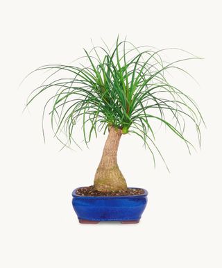 Ponytail Palm Bonsai | Bloomsybox