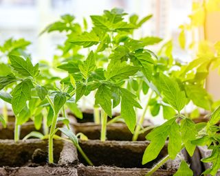 Tomato seedlings on sunny windowsill