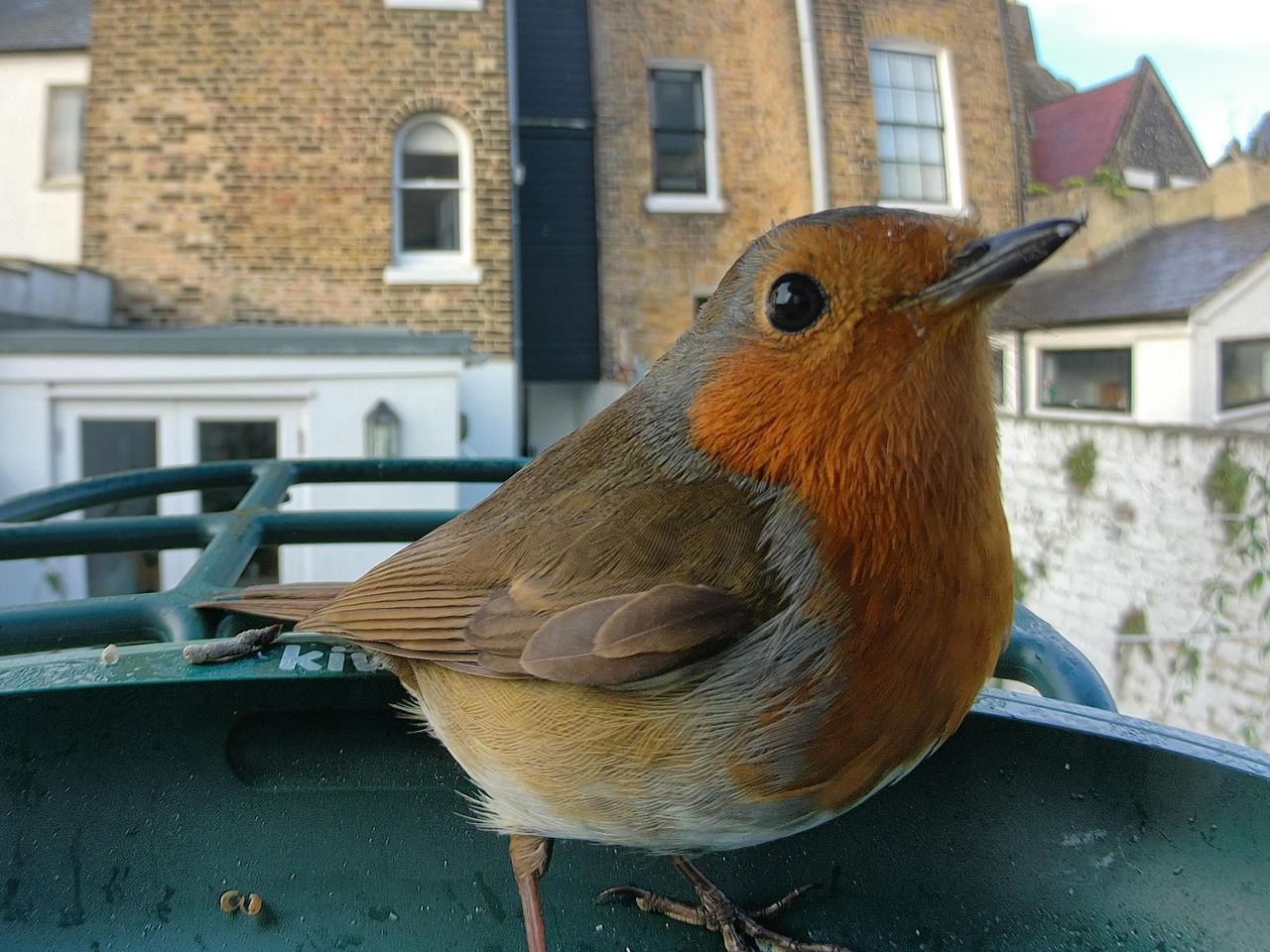 Kiwibit Bird Feeder 2 Pro bird photos