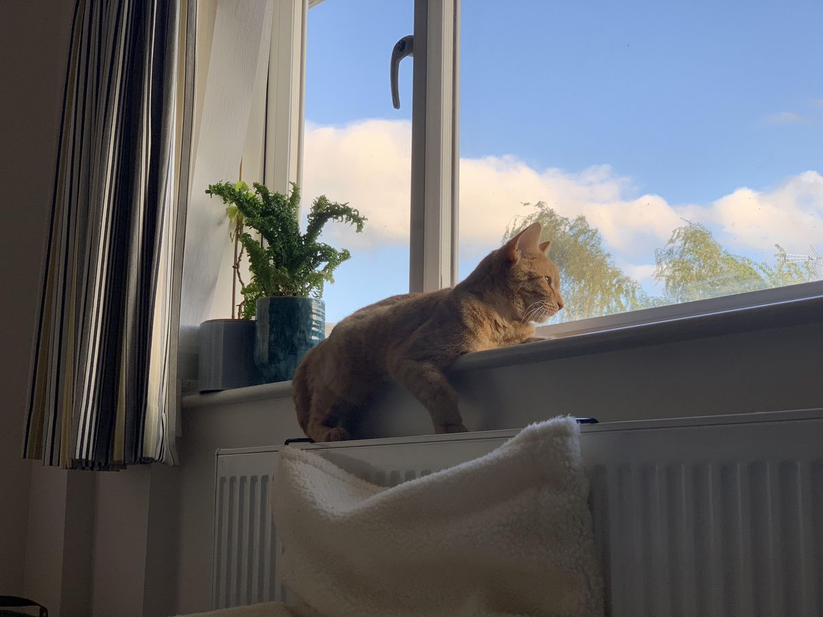 Smart HDR on the XS Max is decent at keeping the cat out of the shadow