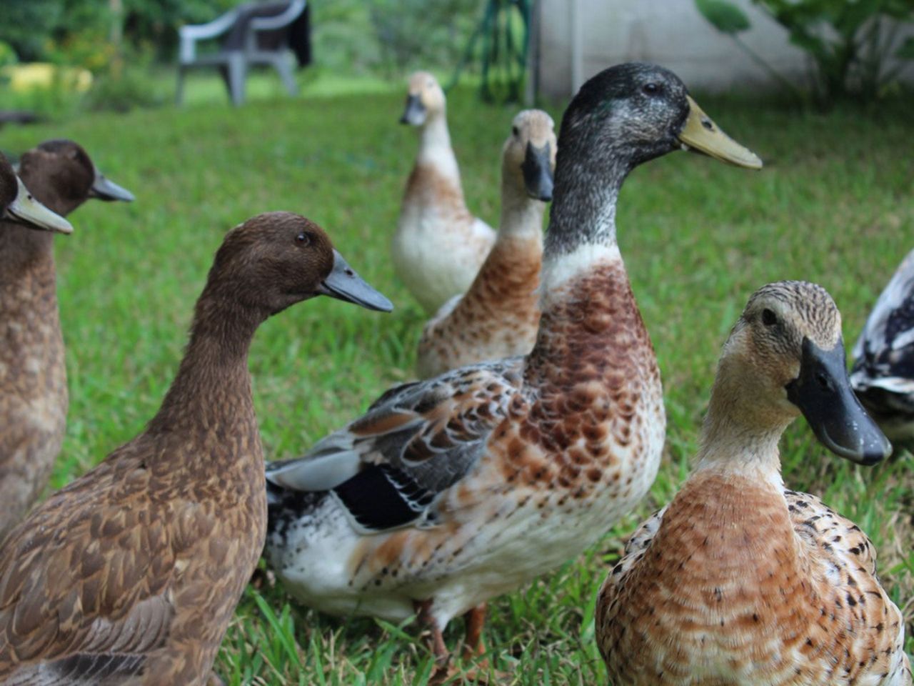 Ducks Walking On Green Grass