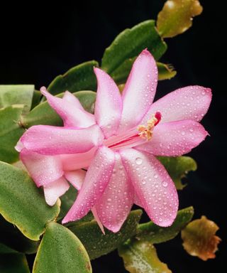 Pink Christmas cactus flower