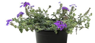 verbena plant in a pot